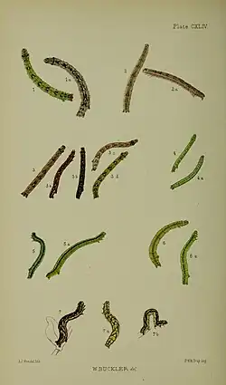 Larvae after final moult