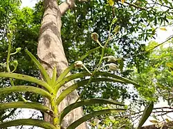 Buds of Vanda tessellata