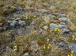 A subalpine New Zealand environment, Bulbinella gibbsii specimens are present.