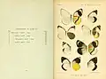 Book page showing watercolour plate of butterfly specimens