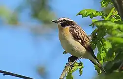 Whinchat, Falkenberg, Halland