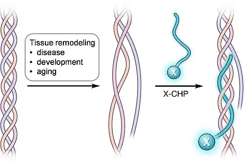 Collagen hybridizing peptides