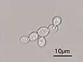Candida Albicans Yeast forms (round-to-oval)