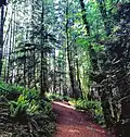 The Cable Bay Trail leading down through the forest