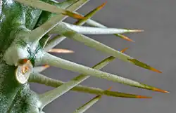 Cactus Spines
