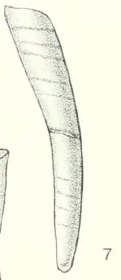 illustration of "Cadulus delicatulus", 12 × 1.7 mm