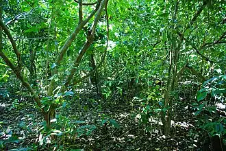 Image 8Kuojtakiloyan (from Agroforestry)