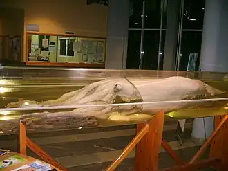 (?/?/2003), Giant squid on display at the Faculty of Marine Sciences, University of Vigo