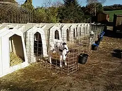Row of calf hutches with fences on the outside. A few calves can be seen