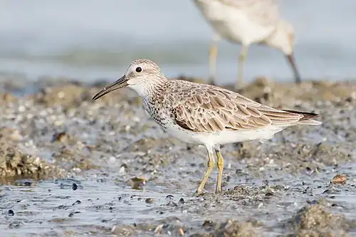 Image 22 Great knot Photograph: JJ Harrison The great knot (Calidris tenuirostris) is a small, strongly migratory wader which breeds in the tundra of north eastern Siberia and winters on coasts from southern Asia through Australia. The species feeds on molluscs and insects. More selected pictures