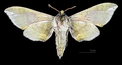 Male C. t. tatarinovii, underside