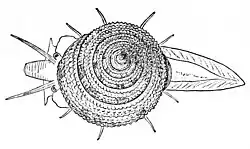 Drawing of a dorsal view of a living animal of Calliostoma bairdii dredged in the Atlantic Ocean at a depth of from 100m to 1170m.