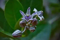 Calotropis gigantea flower in Belur Math, Howrah, West Bengal