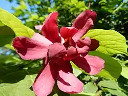 Calycanthus × raulstonii 'Hartlage Wine'