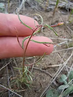 Fingers touching a small plant