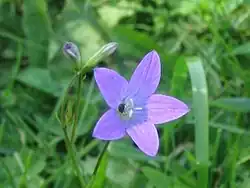 Campanula patula