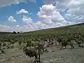 Vineyards