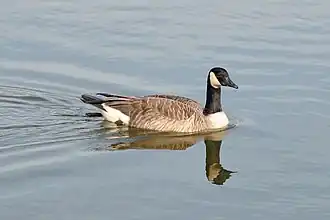 Image 47A Canada goose (Branta canadensis) swimming in Palatine. Photo credit: Joe Ravi (from Portal:Illinois/Selected picture)
