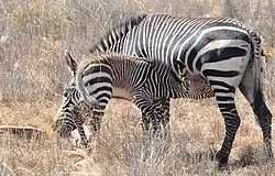 Mountain zebra suckling a foal