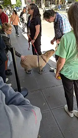 A capybara by a SIFF Downtown queue