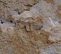 A carapace of the phyllocarid crustacean Arenosicaris inflata.