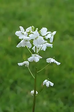 Cardamine trifolia, trefoil bittercress