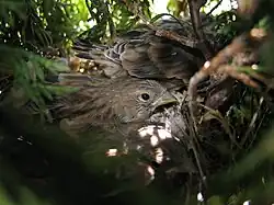 Young in nest