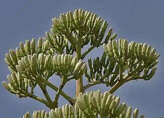 inflorescence- close up in Hyderabad, India
