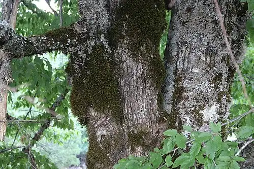 Bark (with moss and lichens)