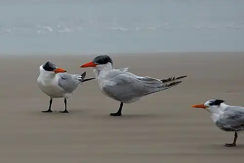 Caspian terns (Hydroprogne caspia) left, royal tern (Thalasseus maximus) right, Padre Island NS (Nov 2022)