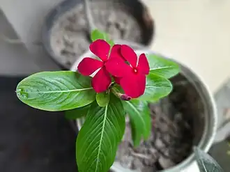 This one was grown in Bangladesh as an ornamental plant in a flower tub in the balcony of a house