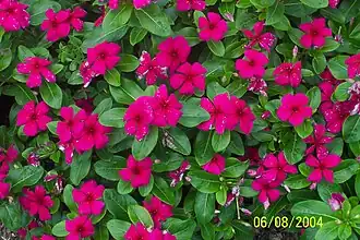 Vinca - Catharanthus roseus 'Titan Burgundy'