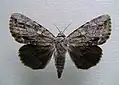 Catocala angusi Angus' underwing