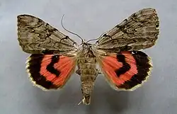 Catocala electa rosy underwing