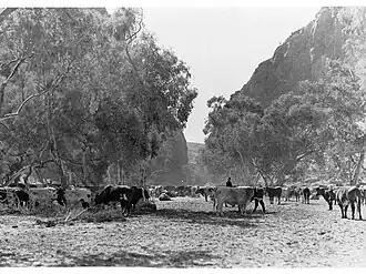 Cattle at Simpsons Gap, c.1935