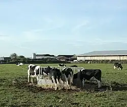 Cattle around an outdoor feeder