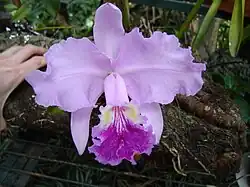 An orchid flower