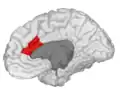 Caudal Anterior Cingulate gyrus