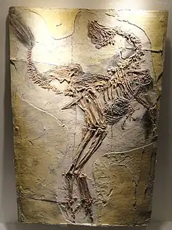 Caudipteryx (an oviraptorosaurian dinosaur)