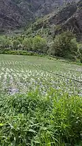 Cauliflower crop in tinno