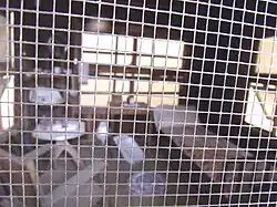 Inside the Tubercular Cabin.