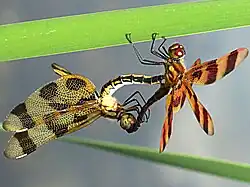 Mating wheel: female left, male right