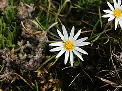 A white flower with 13 white petails on a dark grass field
