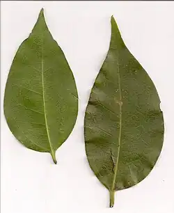 Mature leaves