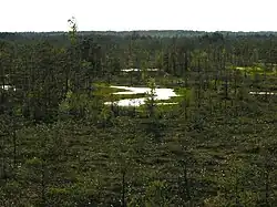 Large bog Cenas Tīrelis in Babīte Municipality
