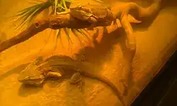 Inland bearded dragons on display