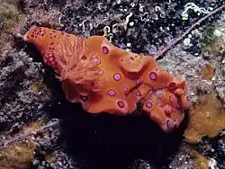 Ceratosoma brevicaudatum