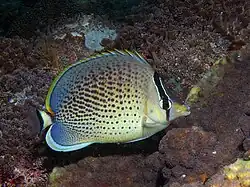 Peppered butterflyfish Chaetodon (Exornator) guttatissimus