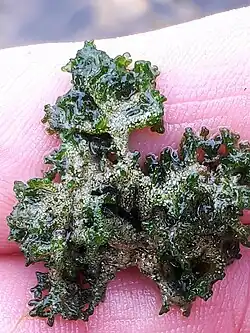 Macroscopic view of Chaetophora lobata