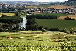 A leafy hillside in Champagne, overlooking a river in the distance.